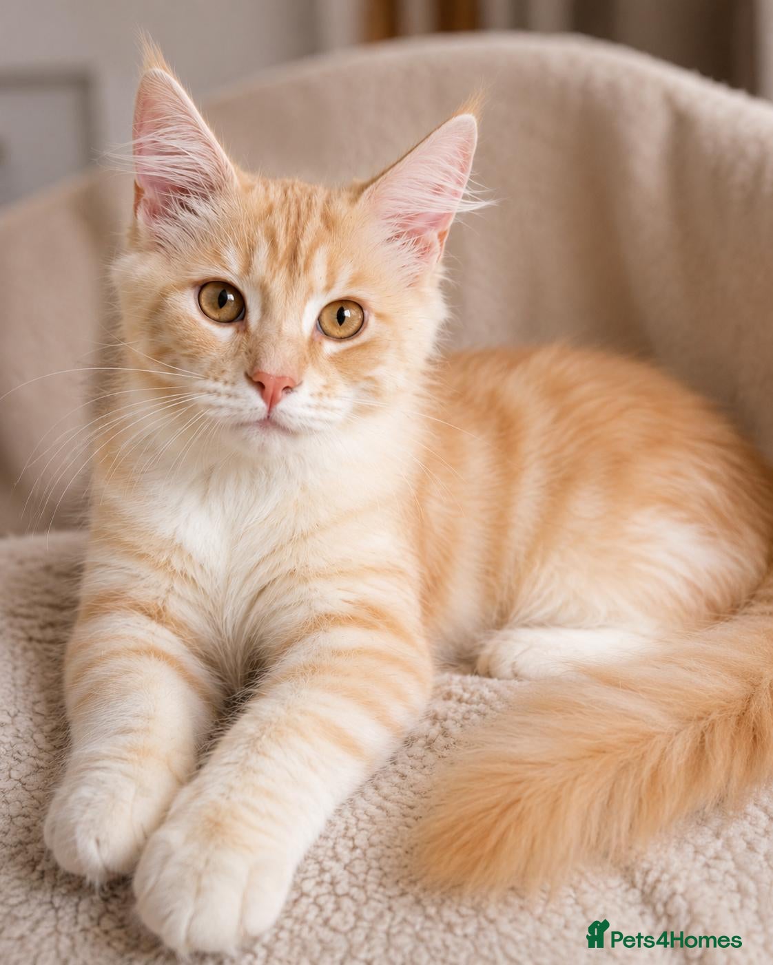Maine Coon cats Stunning Maine Coon kittens ready for a new home. - Advert 18