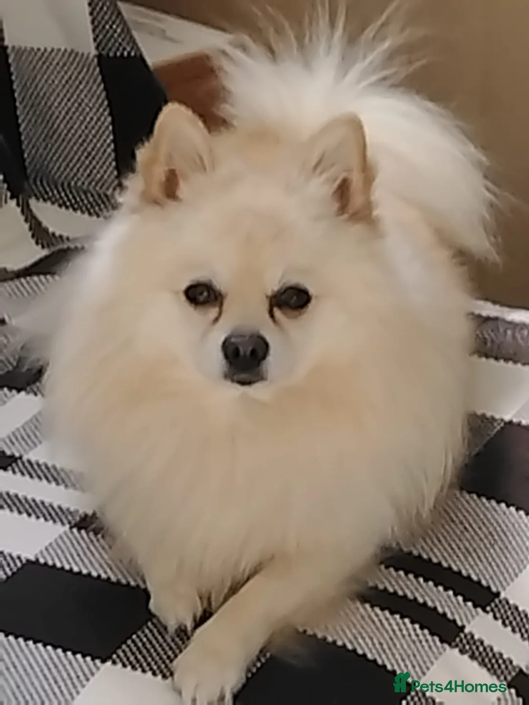 Pomeranian dogs for stud: Gorgeous Pomeranian for stud - Advert 4