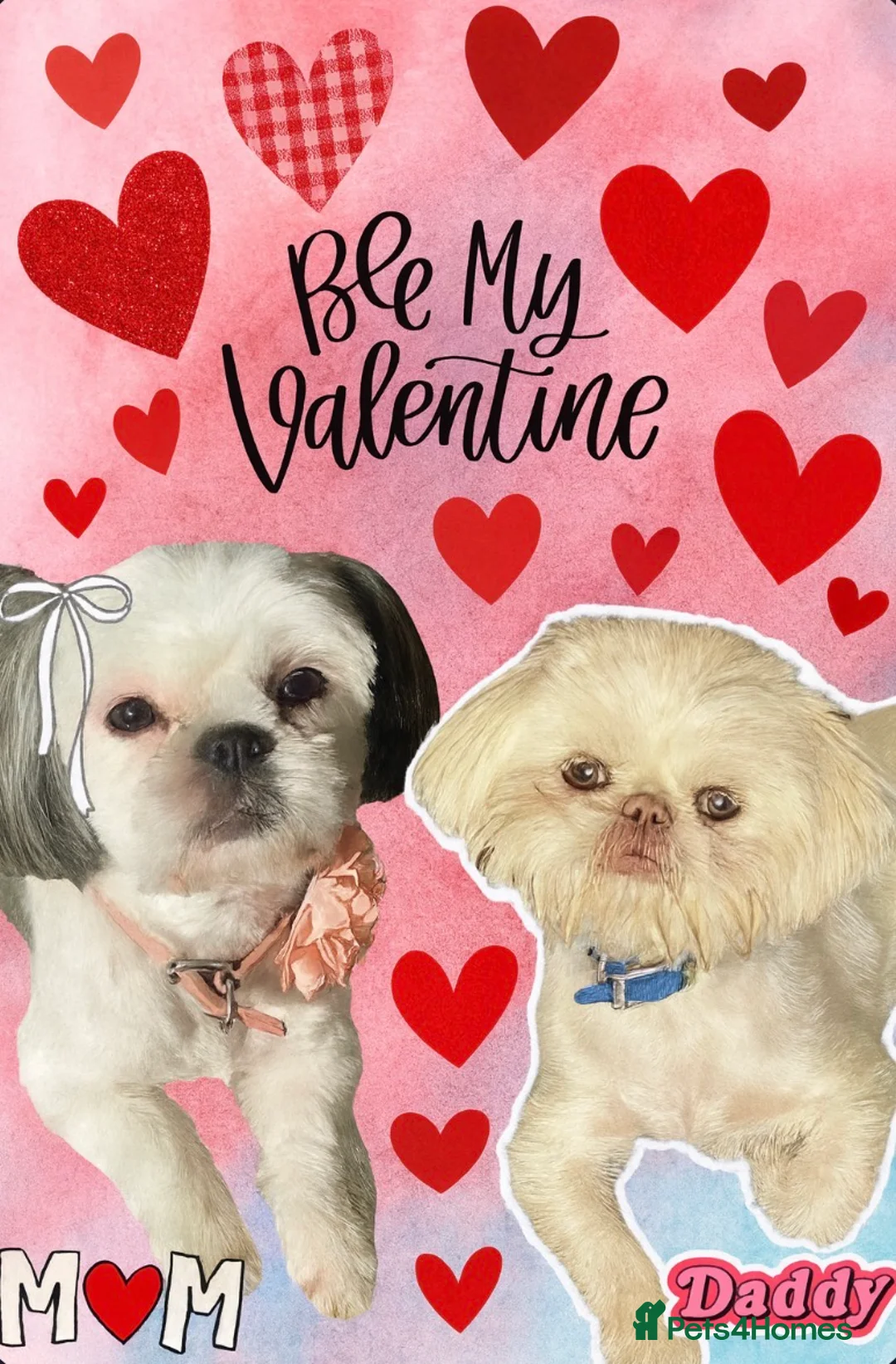 Shih Tzu dogs for sale: Little Shih Tzu boy  - Advert 2