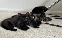 Mixed Breed cats for sale: Tortie kittens - Image 2
