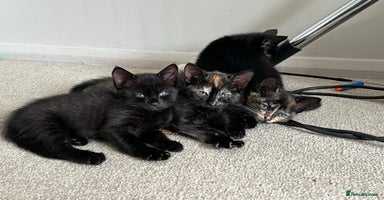 Mixed Breed cats - Advert 4
