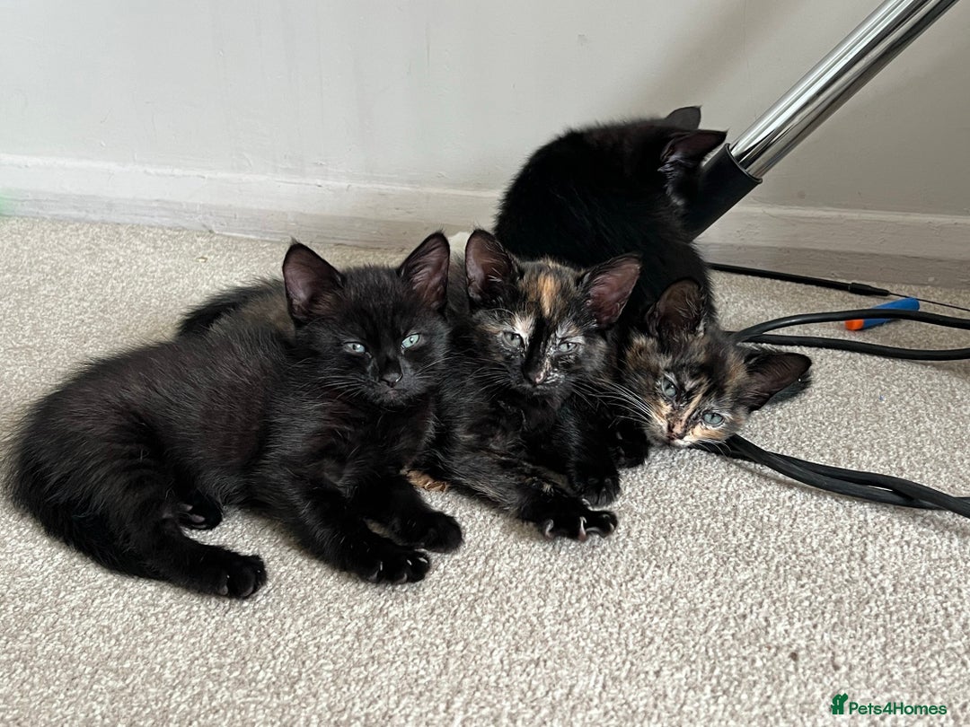 Mixed Breed cats for sale: Tortie kittens - Image 2