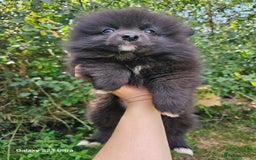 Pomeranian dogs for sale: ONLY 1 PUPPY LEFT NOW! - Image 29