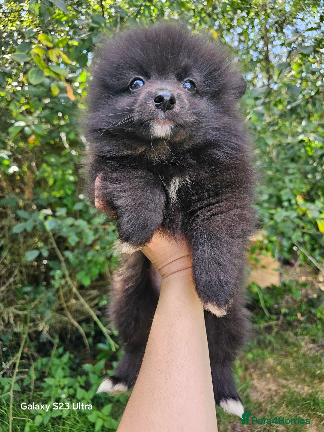 Pomeranian dogs for sale: ONLY 1 PUPPY LEFT NOW! - Image 29