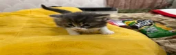 Mixed Breed cats for sale: Adorable Fluffy Kittens for Sale 6-8 in Nottingham - Advert 30