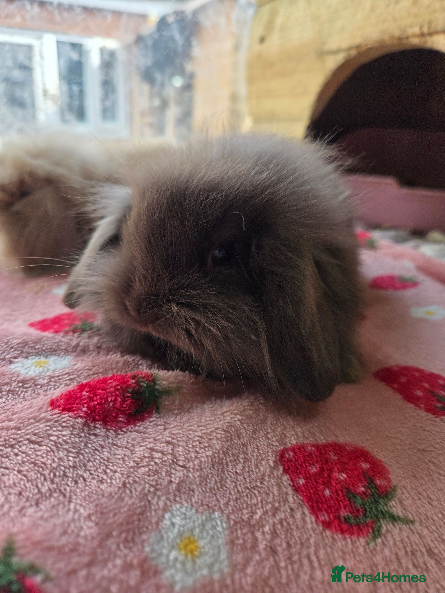 Mini Lion Lop rabbits True type Teddy lion lops ready to leave 21st Aug - Advert 2