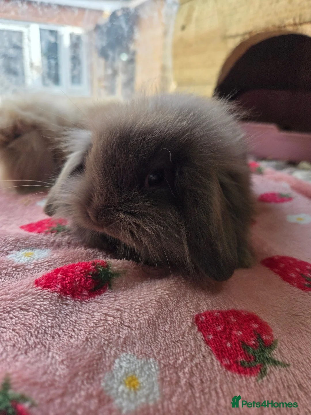 Mini Lion Lop rabbits for sale: True type Teddy lion lops ready to leave 21st Aug - Advert 2