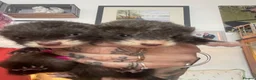Ferret rodents for sale: Micro cross in Street - Advert 4