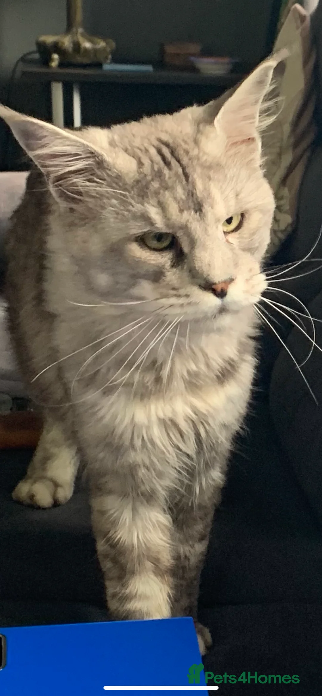 Maine Coon cats for sale: Tica Registered female Maine Coon kittens - Advert 22