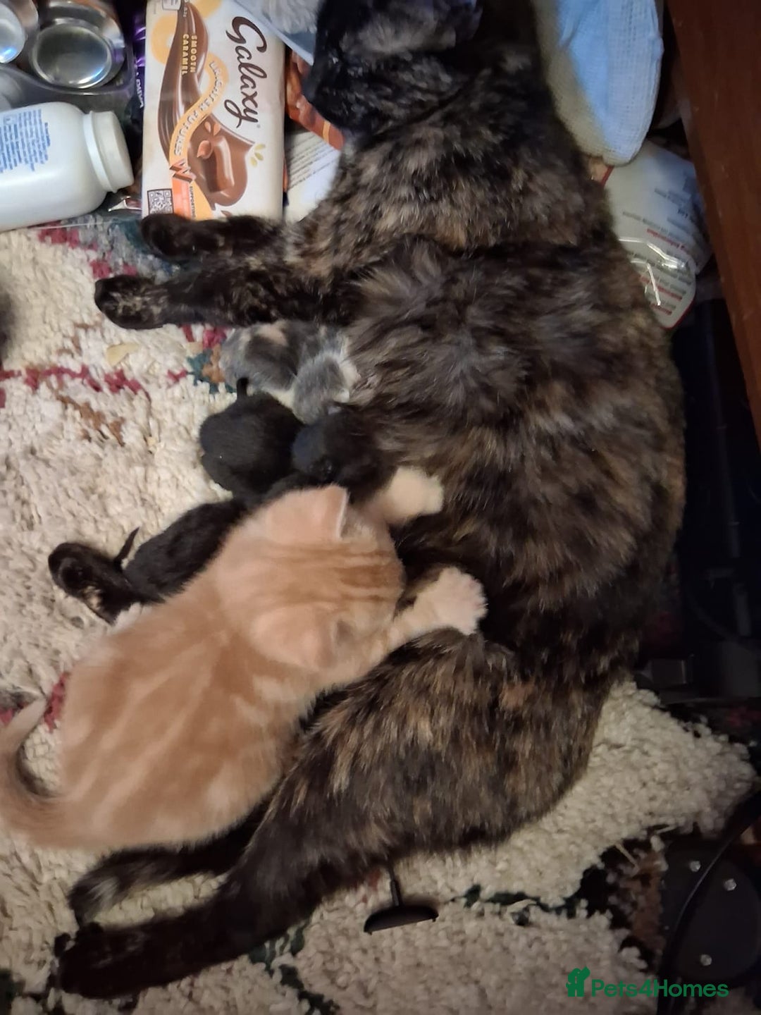 Mixed Breed cats for sale: Kittens  - Image 6