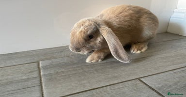 Mini Lop rabbits - Advert 6