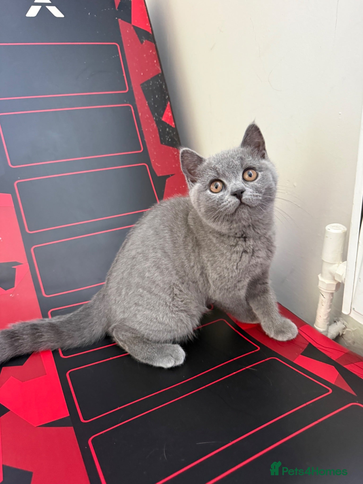 British Shorthair cats **£650**stunning  British shorthair kitten - Advert 6