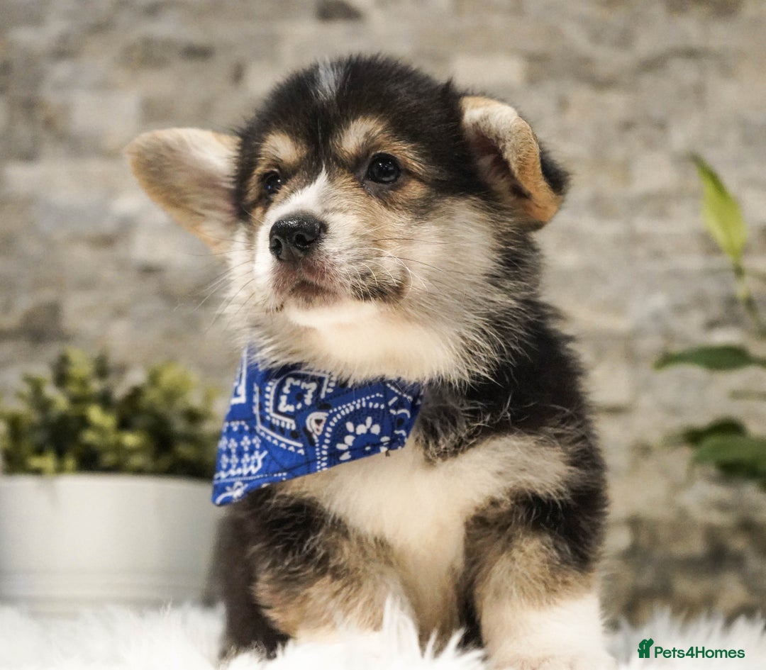 Welsh Corgi Pembroke dogs for sale: Welsh Corgi (Pembroke) - Advert 16