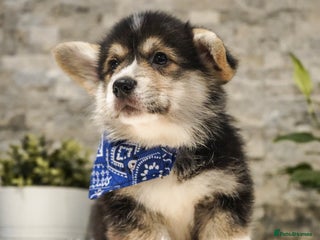 Welsh Corgi Pembroke dogs Welsh Corgi (Pembroke) - Advert 15