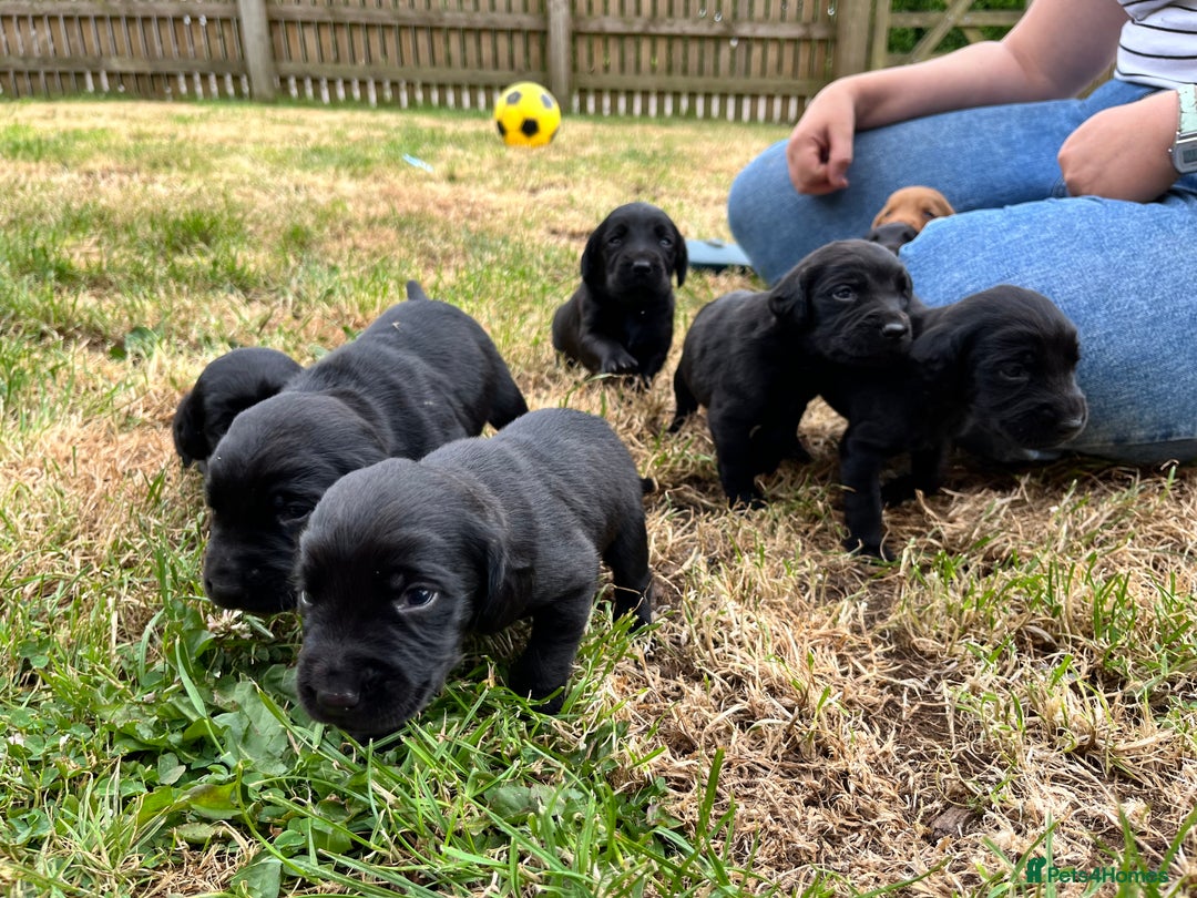 Cockerdor dogs for sale: Beautiful Cockerdor Puppies  - Image 6