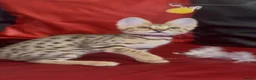 Savannah cats for sale: Pure Pedigree! Top Quality Tica Registr. Savannahs - Advert 18