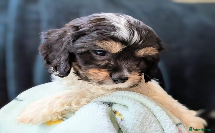 Cavapoo dogs - Advert 1