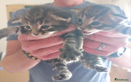 Domestic Shorthair cats for sale: Kittens  - Image 5