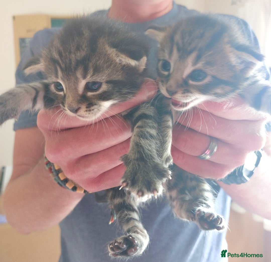 Domestic Shorthair cats for sale: Kittens  - Image 5