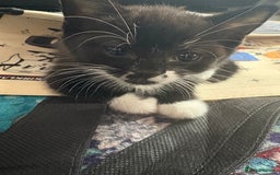 Domestic Shorthair cats for sale: Adorable Black & White Kittens 8 Weeks Old - Image 3