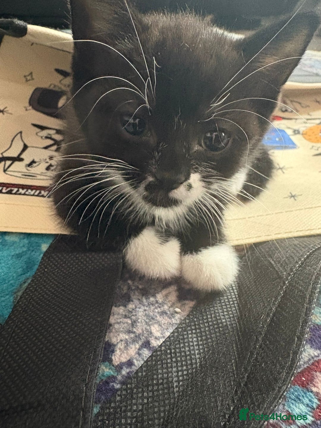 Domestic Shorthair cats for sale: Adorable Black & White Kittens 8 Weeks Old - Image 3