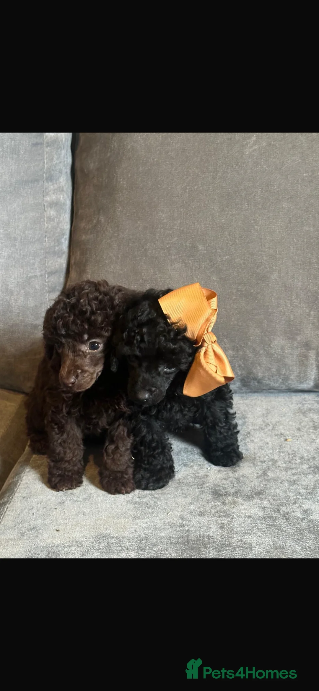 Toy Poodle dogs for sale: TOY POODLE PUPPIES🐶🐾 - Advert 2