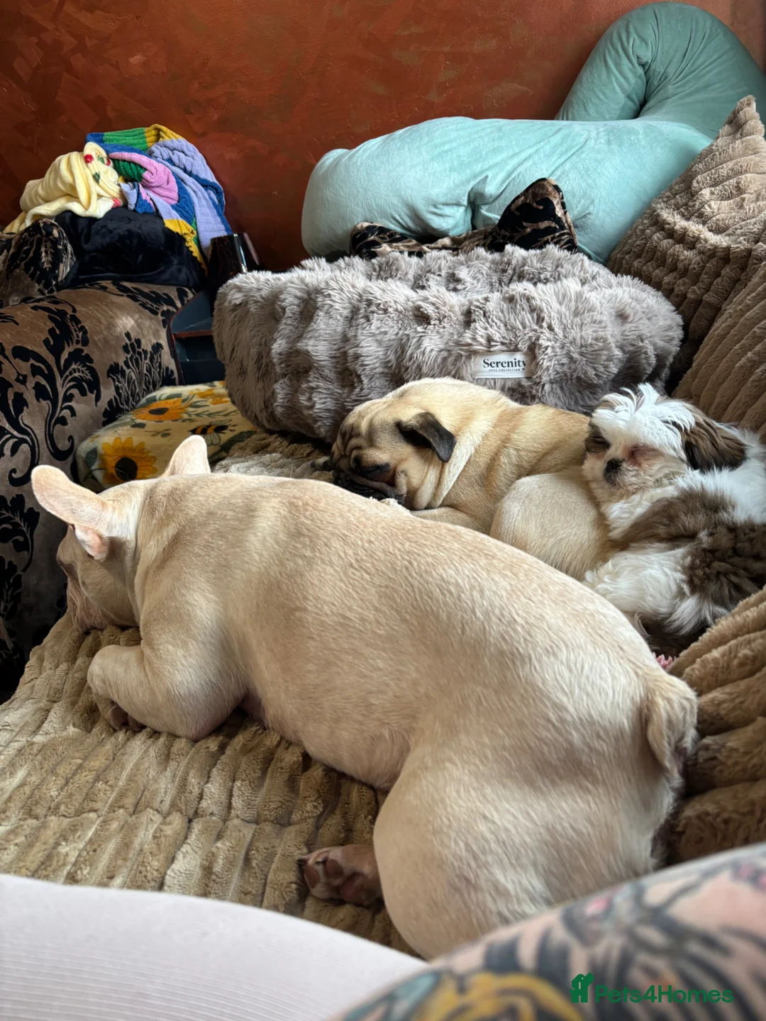 Pug dogs for sale: Bary the Pug – 9 Months Old  - Advert 2