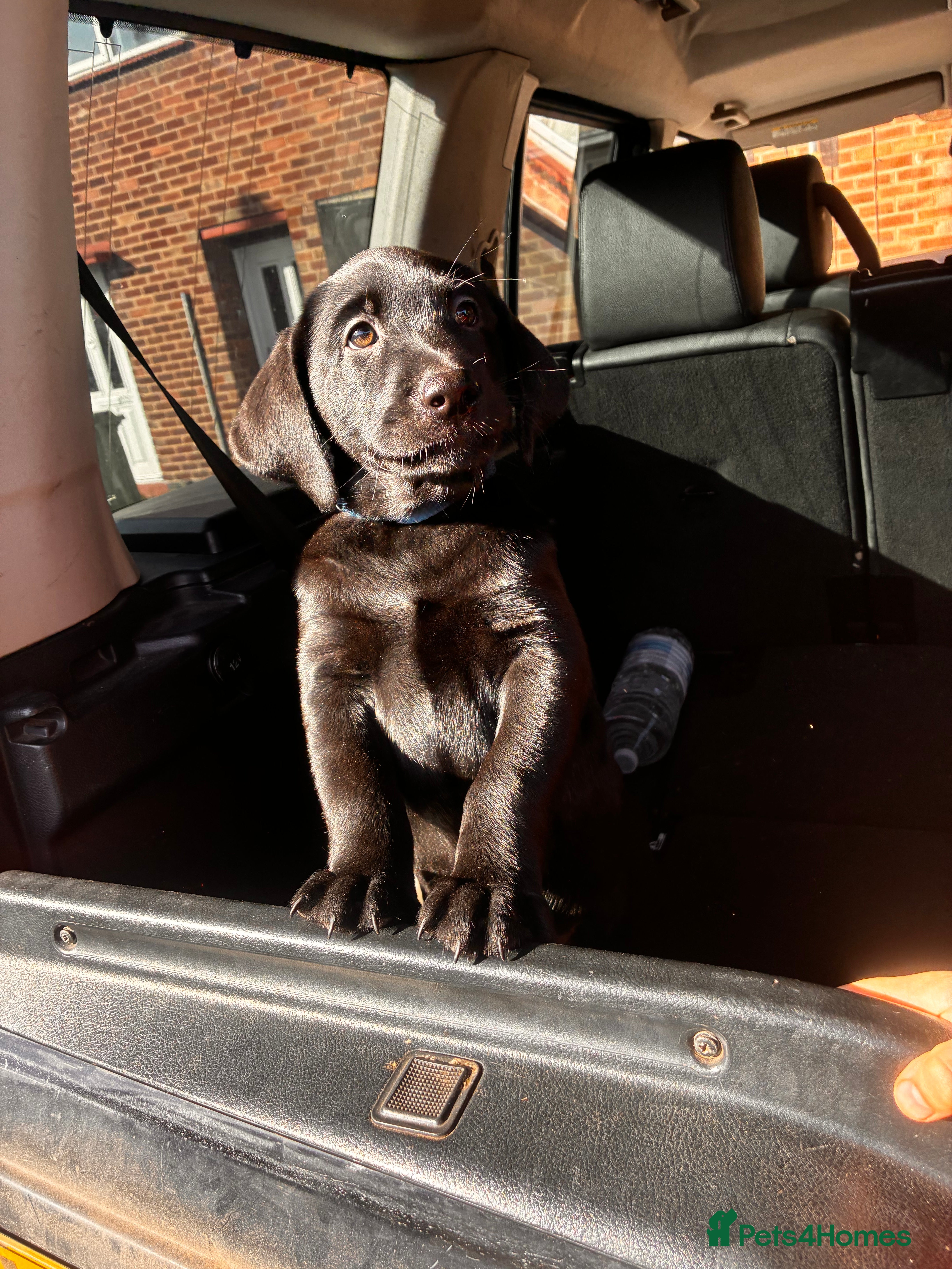 Labrador Retriever dogs READY TO LEAVE NOT TO BE MISSED 💕💙💕 - Advert 7