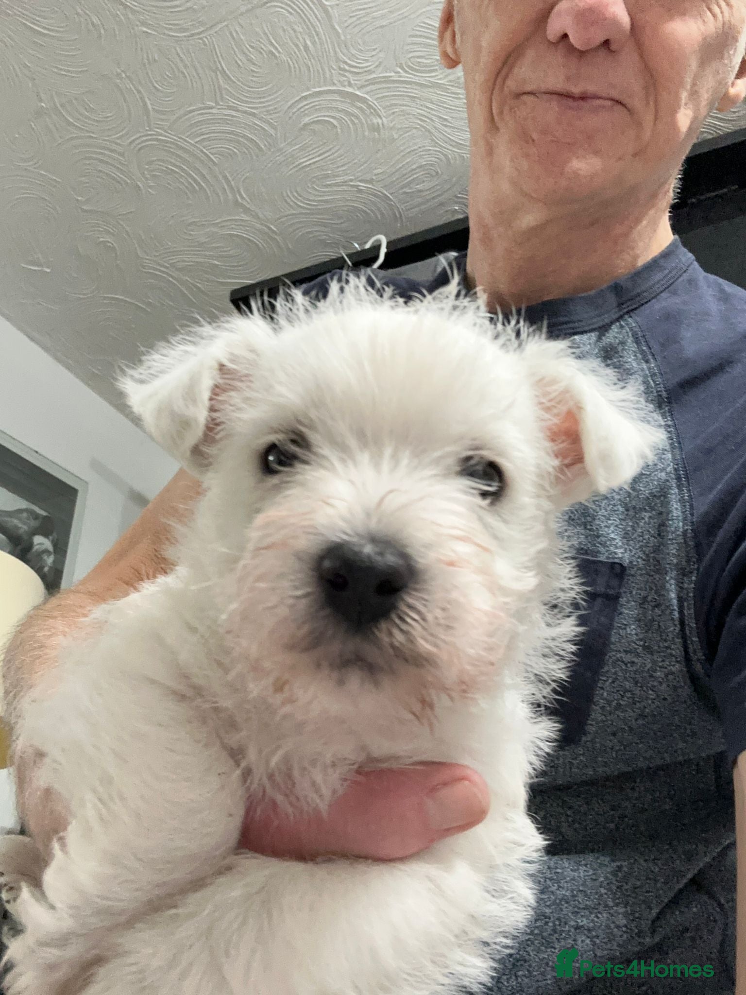 West Highland Terrier dogs Two Beautiful west highland puppies  - Advert 1