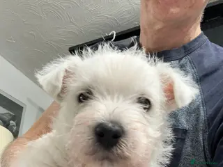 West Highland Terrier dogs Two Beautiful west highland puppies - Advert 1