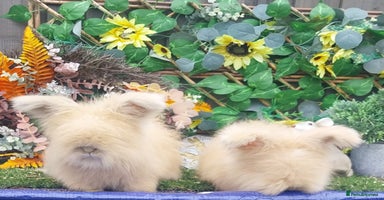 Angora rabbits - Advert 2