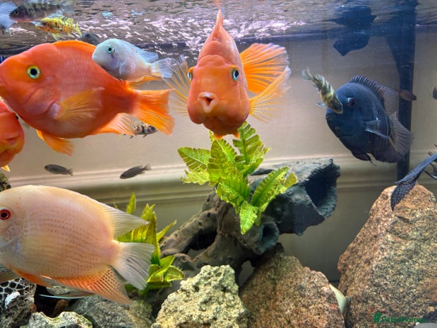 Cichlids fish - Advert 2