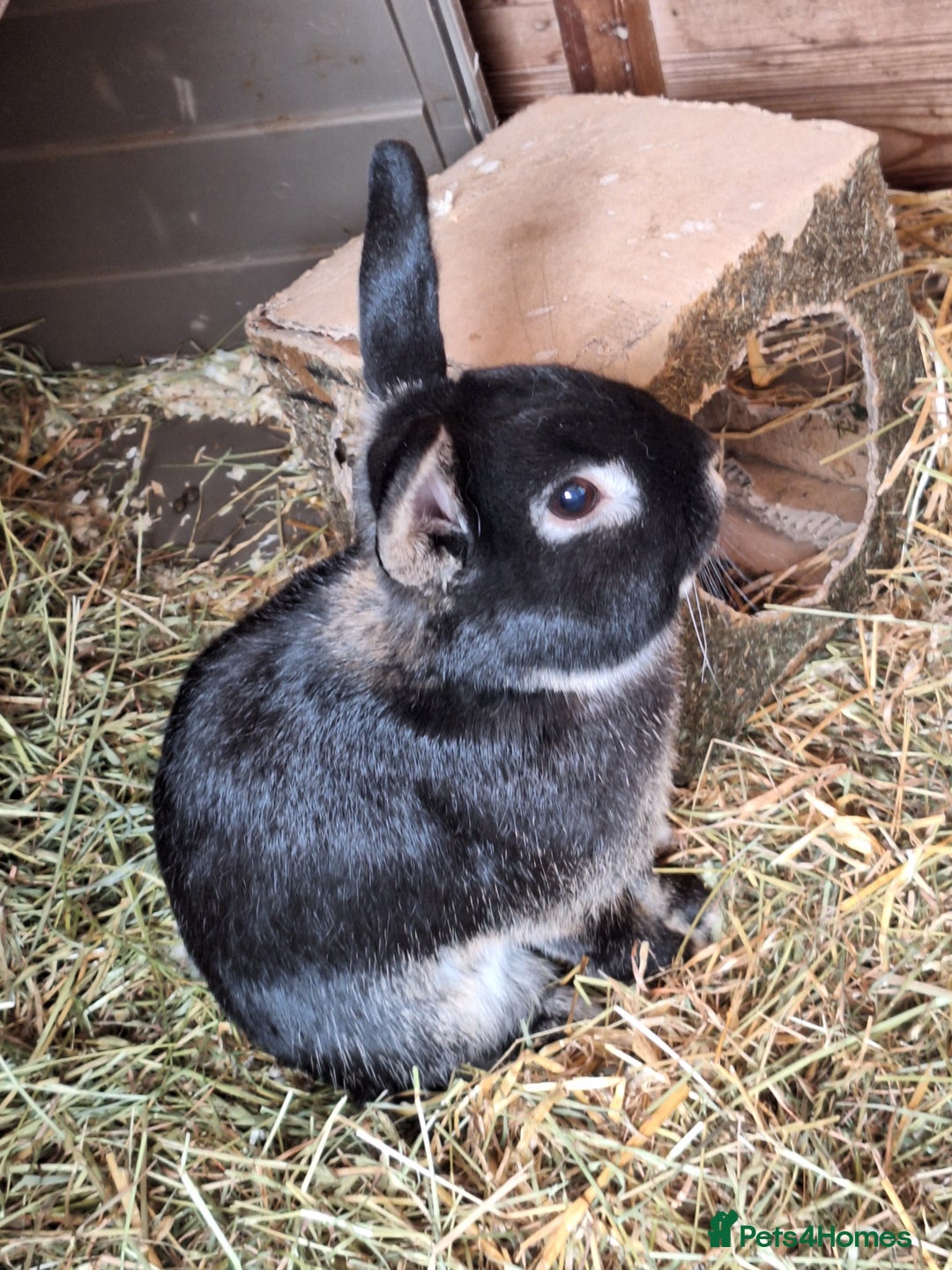 English rabbits for sale: Male rabbit (Bambie) - Advert 2