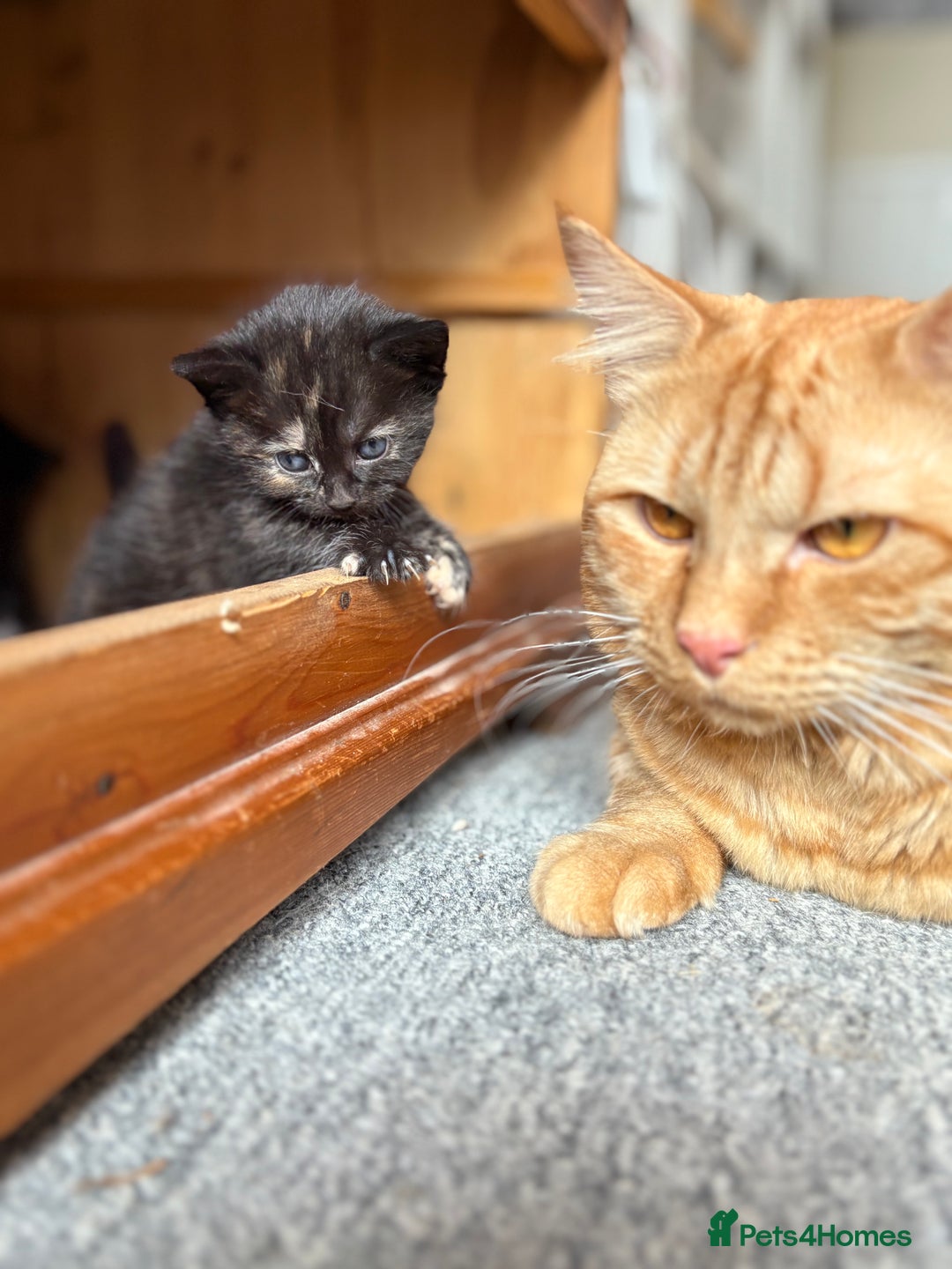 Mixed Breed cats for sale: Maine Coon mix  - Image 11