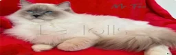 Ragdoll cats for sale: Pure Ragdoll Kitties available ✨ - Advert 5
