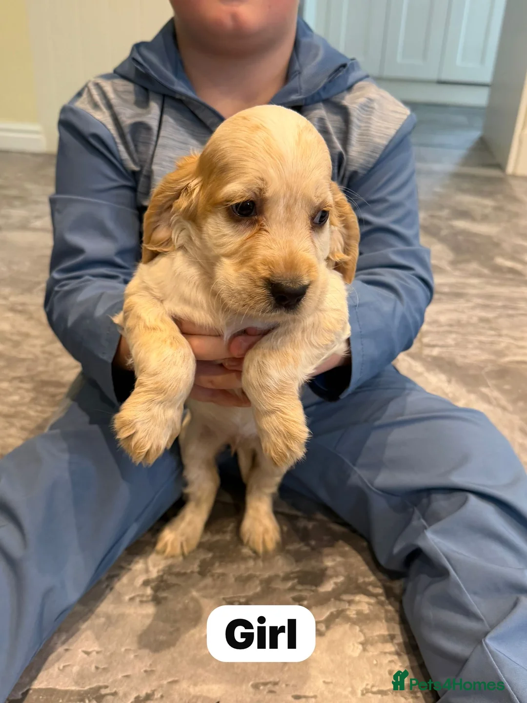 Cocker Spaniel dogs for sale: Beautiful adorable show type cocker spaniels - Advert 13