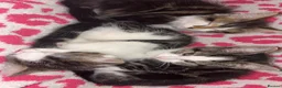 Mixed Breed cats for sale: Gorgeous kittens in Dukinfield - Advert 14
