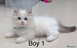 Ragdoll cats for sale: 4 Ragdoll boys - Image 8