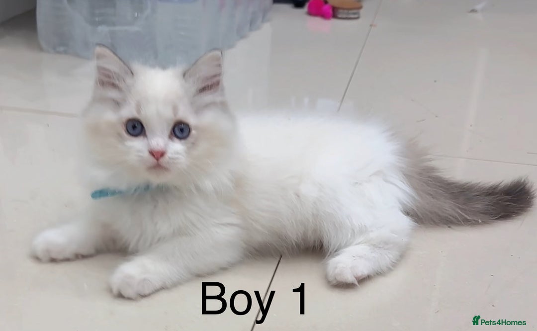 Ragdoll cats for sale: 4 Ragdoll boys - Image 8