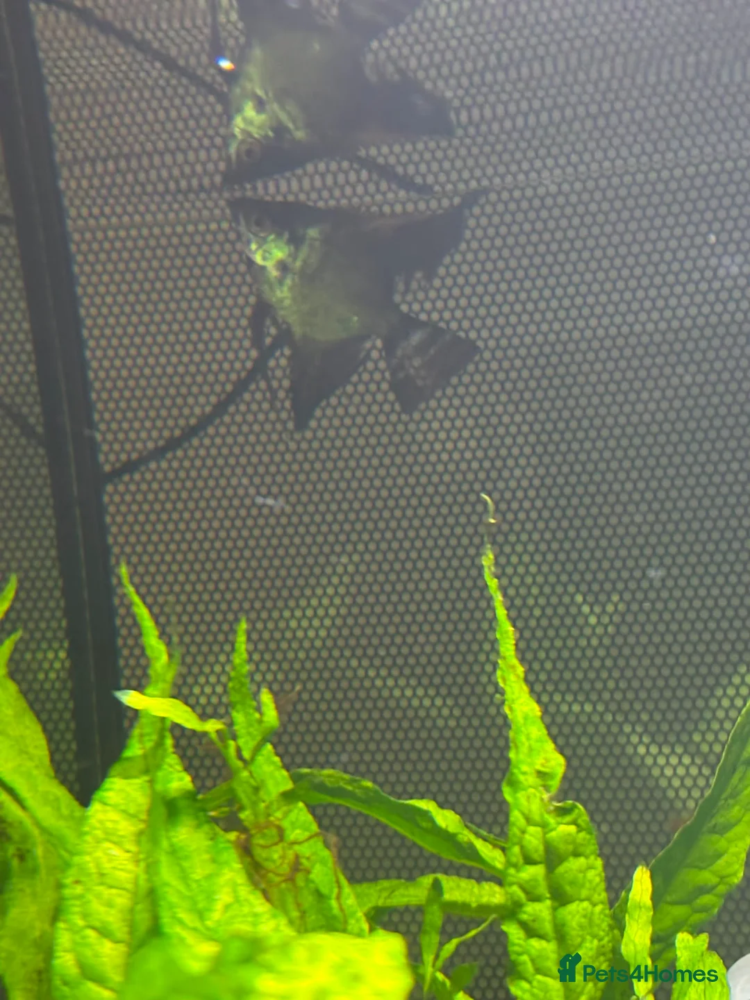 Angelfish fish for sale: 2x angle fish in Bury - Advert 3