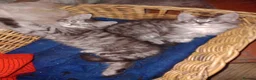 Maine Coon cats for sale: Maine Coon female kitten, mother TICA registered. - Advert 2