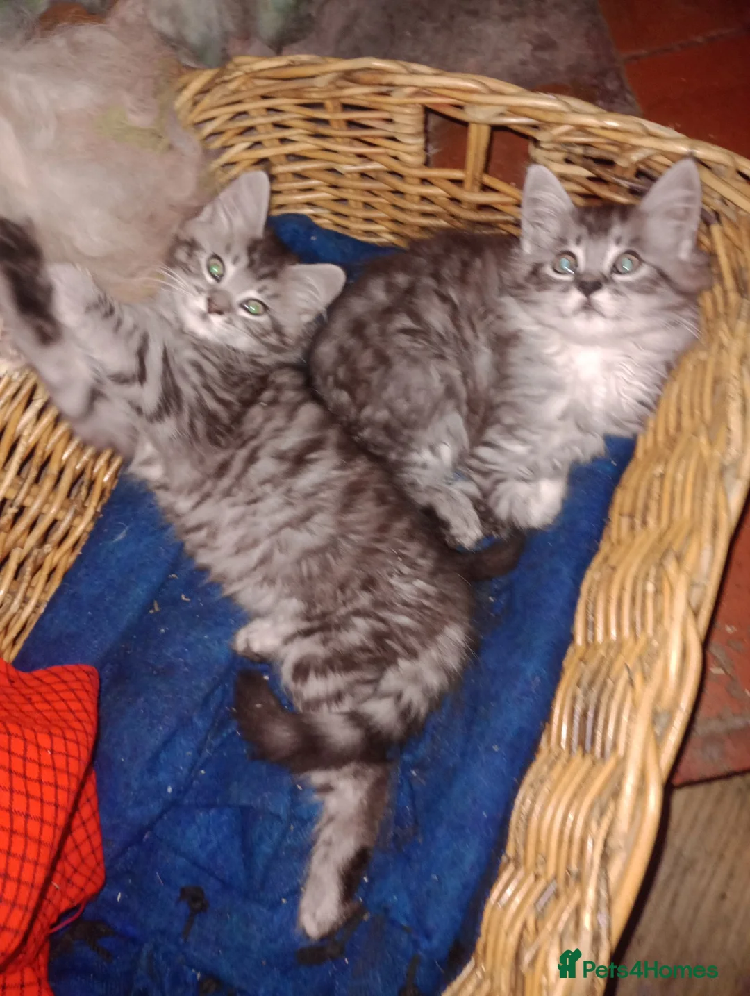 Maine Coon cats for sale: Maine Coon female kitten, mother TICA registered. - Advert 2