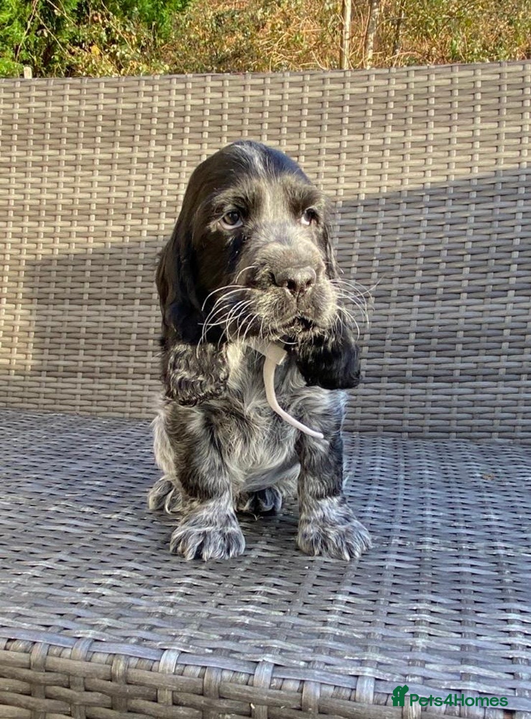 Cocker Spaniel dogs for sale: KC Registered Cocker Spaniel Pups For Sale - Advert 5