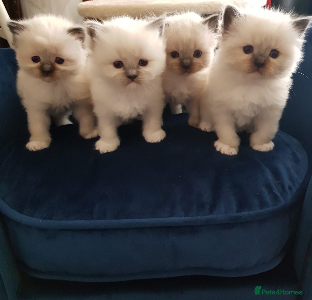 Ragdoll cats for stud: Gccf Loki large ragdoll stud blue mitted   in Wakefield - Image 8