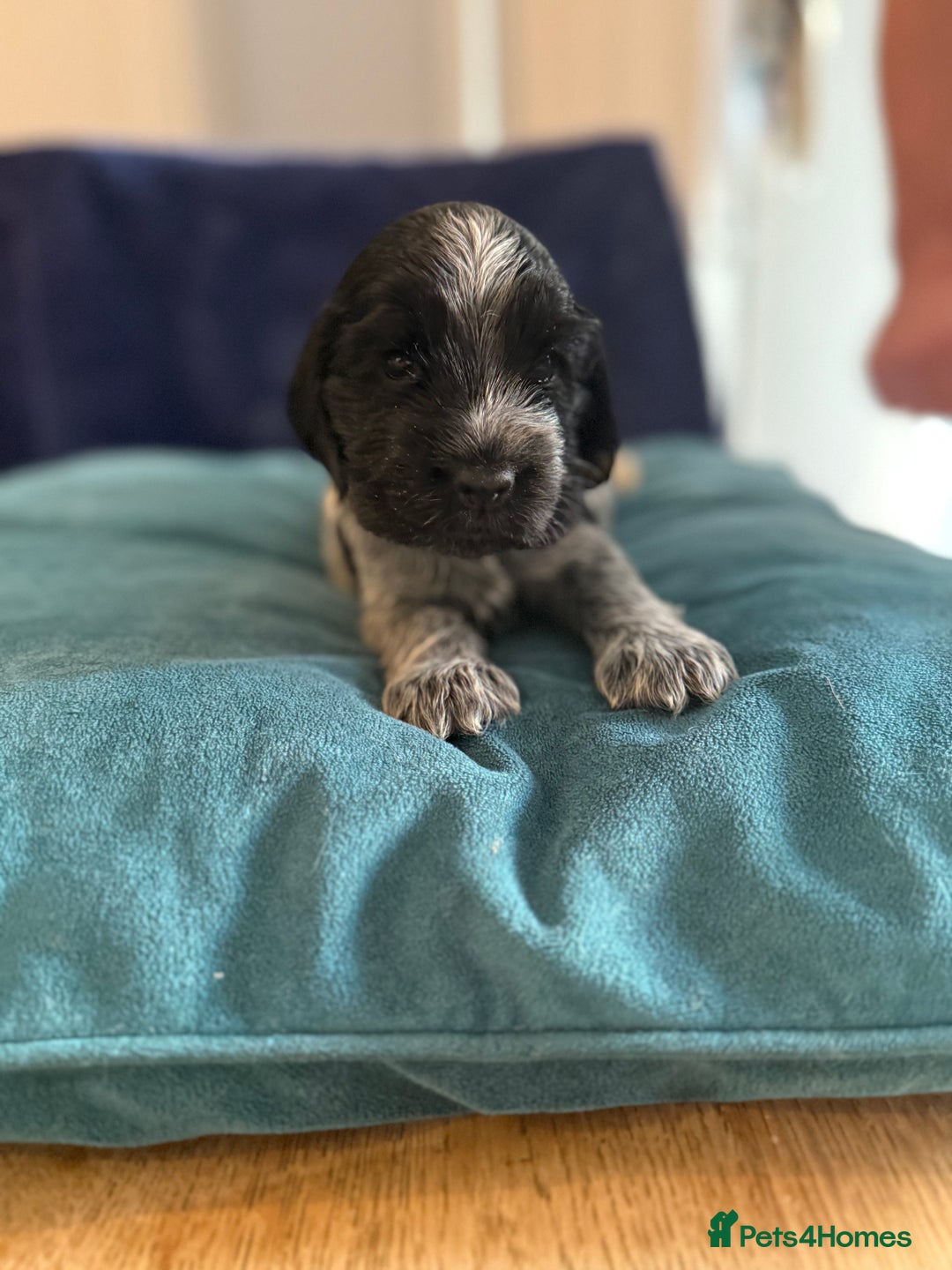 Cocker Spaniel dogs for sale: KC Registered Show Cockers - Image 5