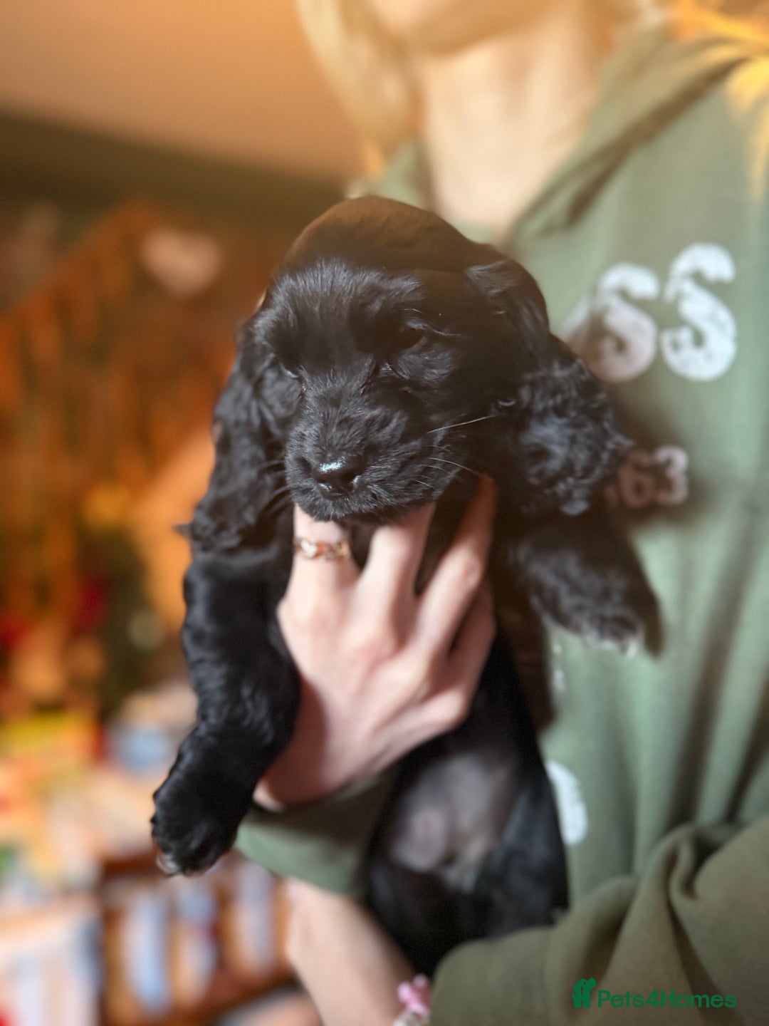 Cocker Spaniel dogs for sale: Cocker spaniel puppies  - Advert 5
