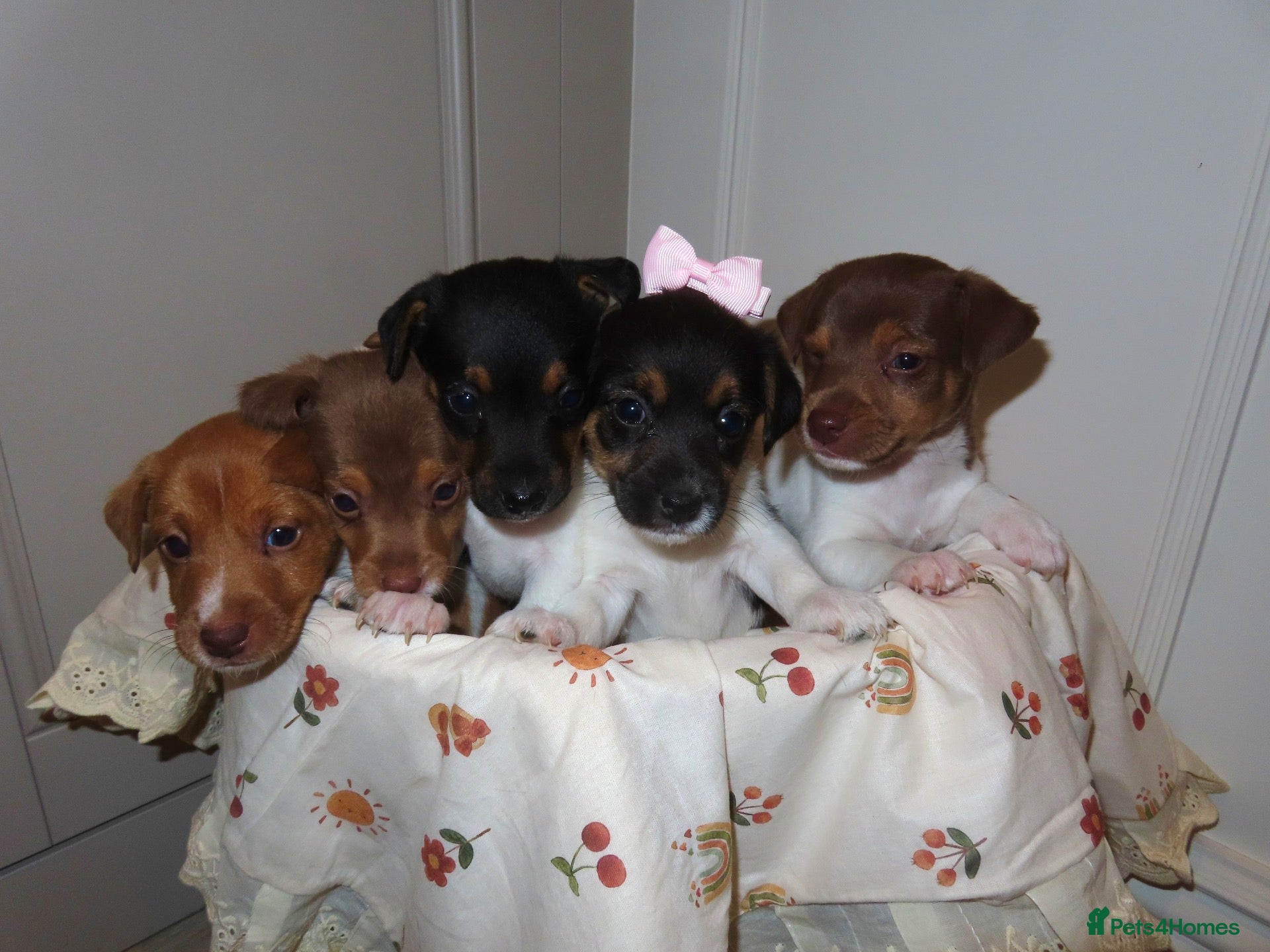 Jack Russell dogs 🐾 Traditional short legged Jack Russel puppy’s 🐾 - Advert 1