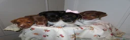 Jack Russell dogs for sale: 🐾 Traditional short legged Jack Russel puppy’s 🐾 - Advert 1