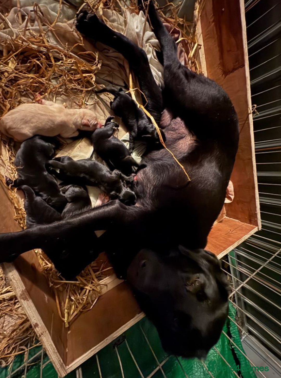 Mixed Breed dogs for sale: KC-Line Labrador Retriever Puppies for Loving Home - Advert 1