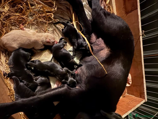 Mixed Breed dogs KC-Line Labrador Retriever Puppies for Loving Home - Advert 1